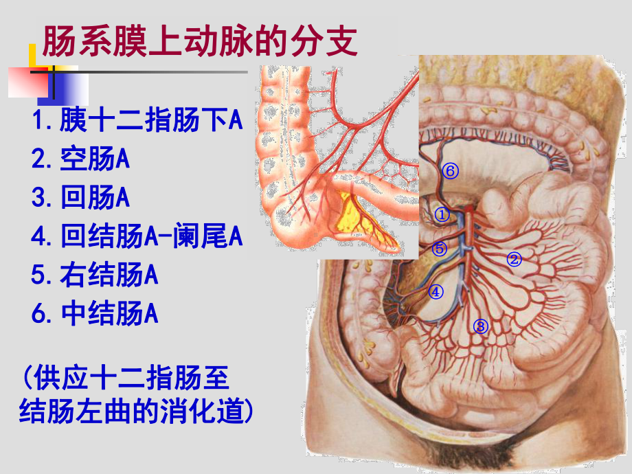 结肠下区解剖课件(同名723).ppt_第3页