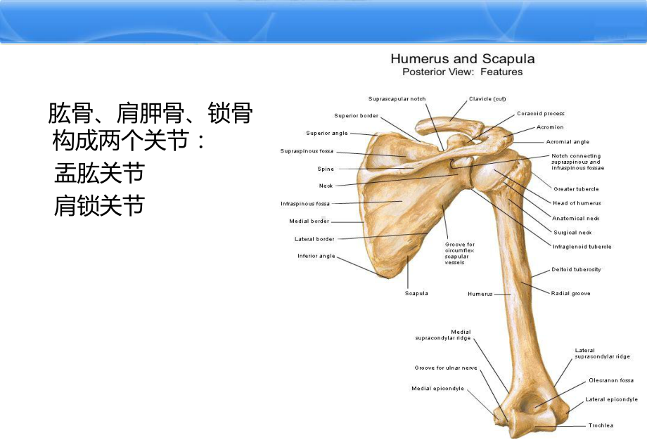 肩关节解剖1课件.ppt_第3页