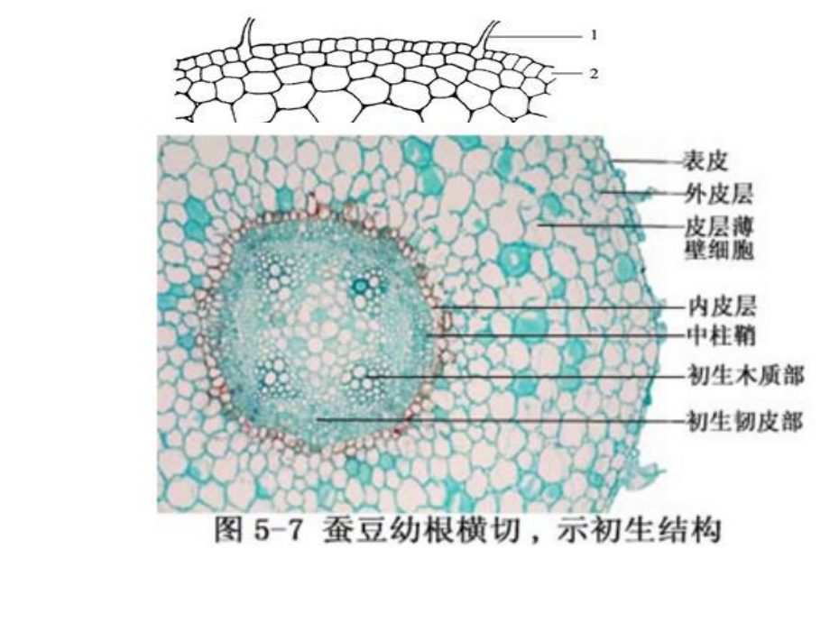 植物学教学资料期末复习课件.pptx_第3页