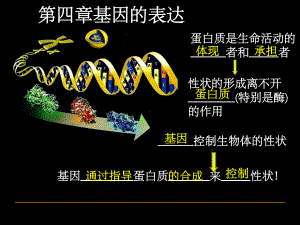 人教版教学课件基因指导蛋白质合成.ppt