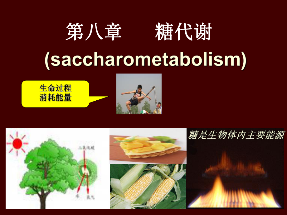 生物化学第八章 糖代谢课件.ppt_第1页