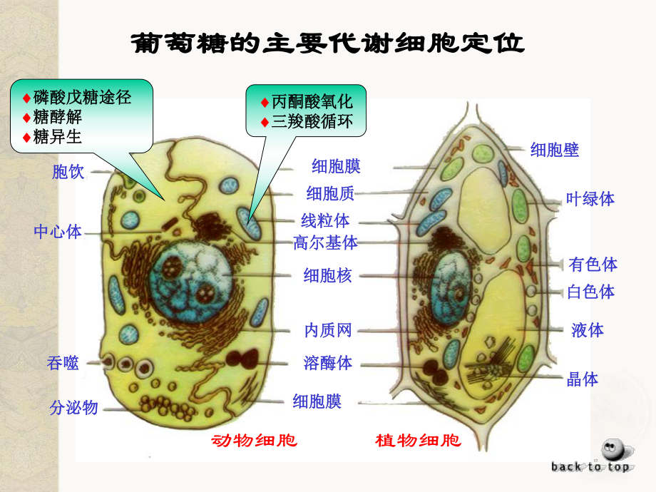 生物化学第八章 糖代谢课件.ppt_第3页