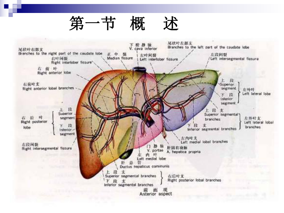 肝胆生化及检测课件.ppt_第2页