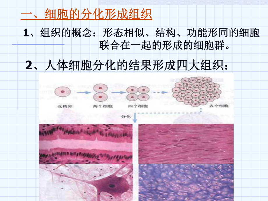 动物体的结构层次(同名853)课件.ppt_第2页