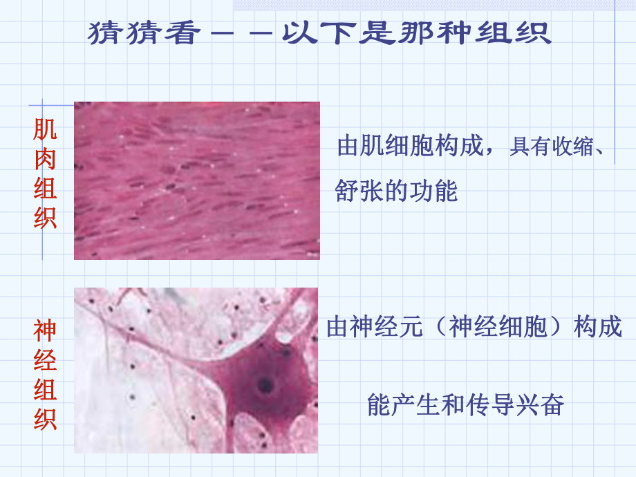 动物体的结构层次(同名853)课件.ppt_第3页