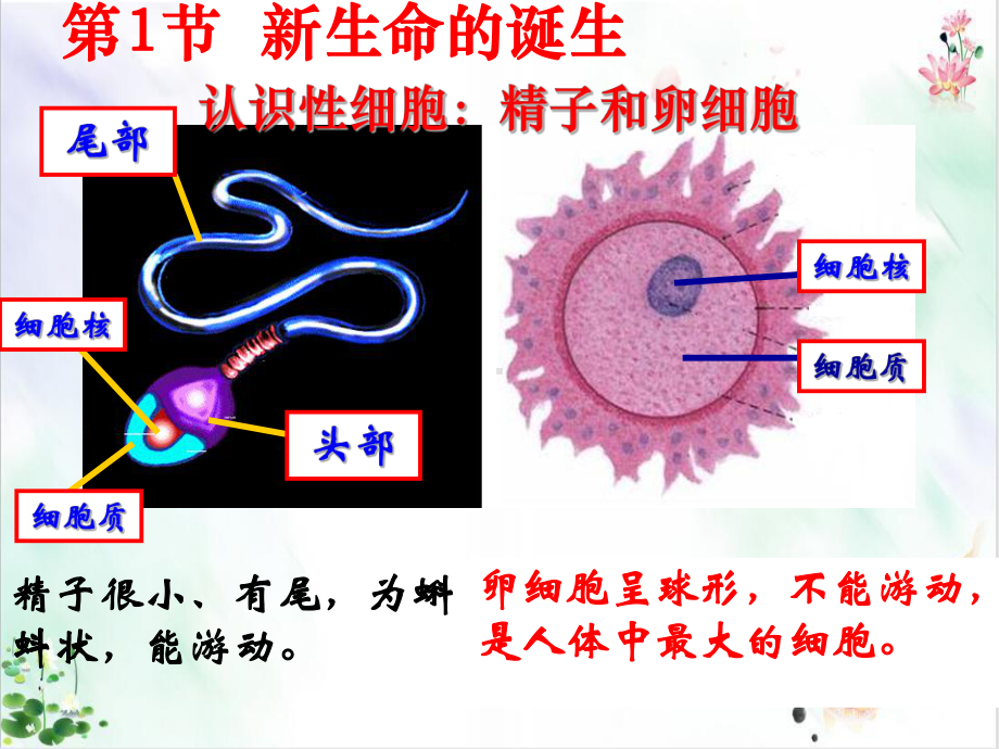 代代相传的生命复习件课件.ppt_第2页