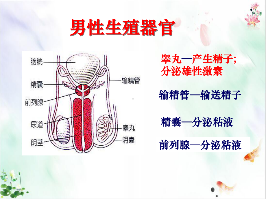 代代相传的生命复习件课件.ppt_第3页