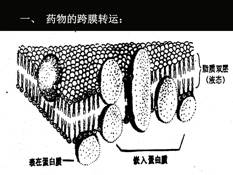 第02章药物代谢动力学课件.ppt_第3页