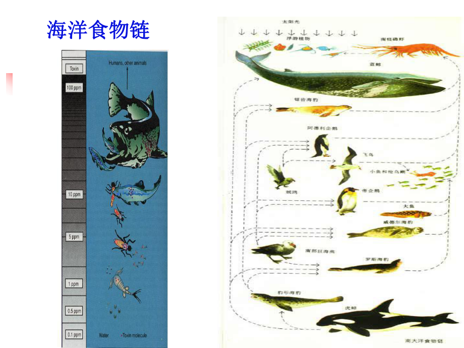 海洋生态系统的能流讲解课件.ppt_第3页