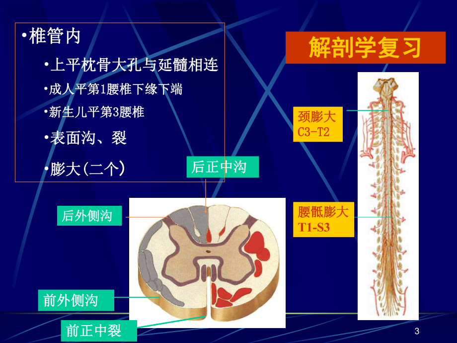 脊髓损伤康复1课件.ppt_第3页