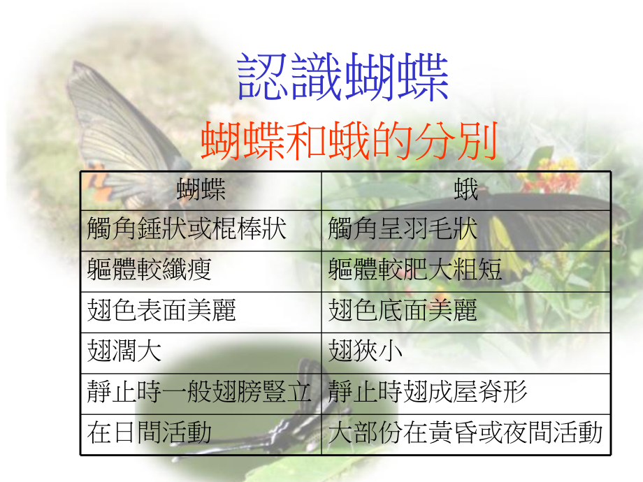 蝴蝶和蛾的分别CYTSS课件.ppt_第1页