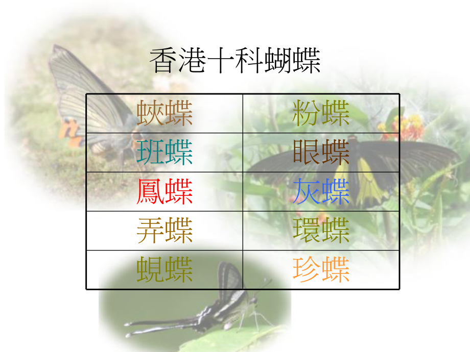 蝴蝶和蛾的分别CYTSS课件.ppt_第2页