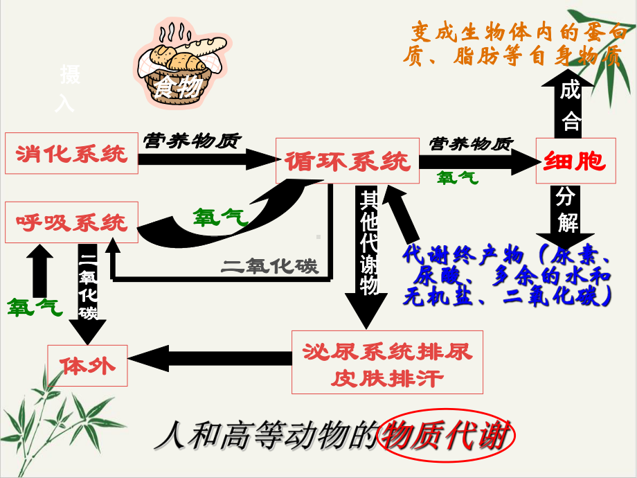 代谢的多样性—浙教版九级科学上册课件.ppt_第1页