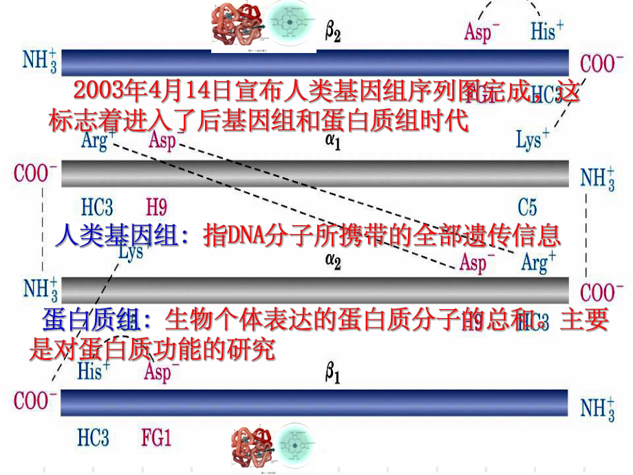 人教版教学课件选修1专题5课题3血红蛋白的提取和分离.ppt_第3页