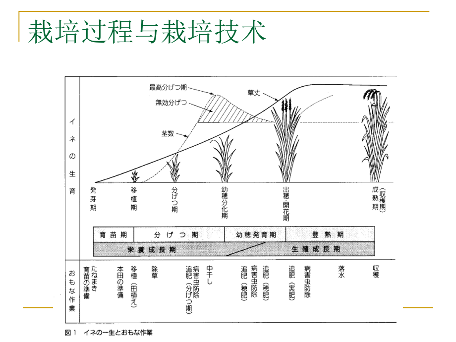 作物栽培技术(同名301)课件.ppt_第2页