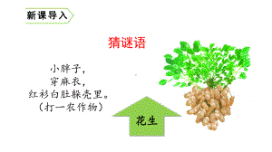 人教部编版五年级《落花生》优秀课件1.pptx