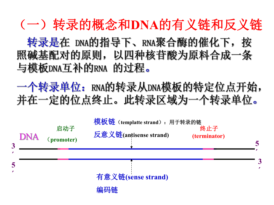 第六章 核酸化学yu代谢4课件.ppt_第3页