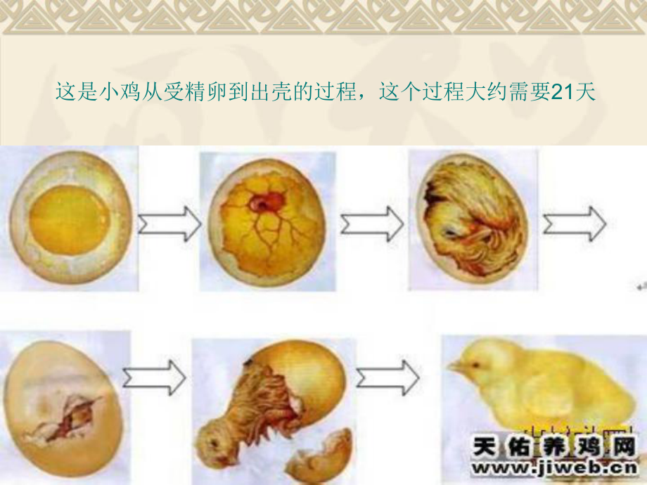 小学科学五年级下册《动物怎样繁殖后代》课件资料.ppt_第3页