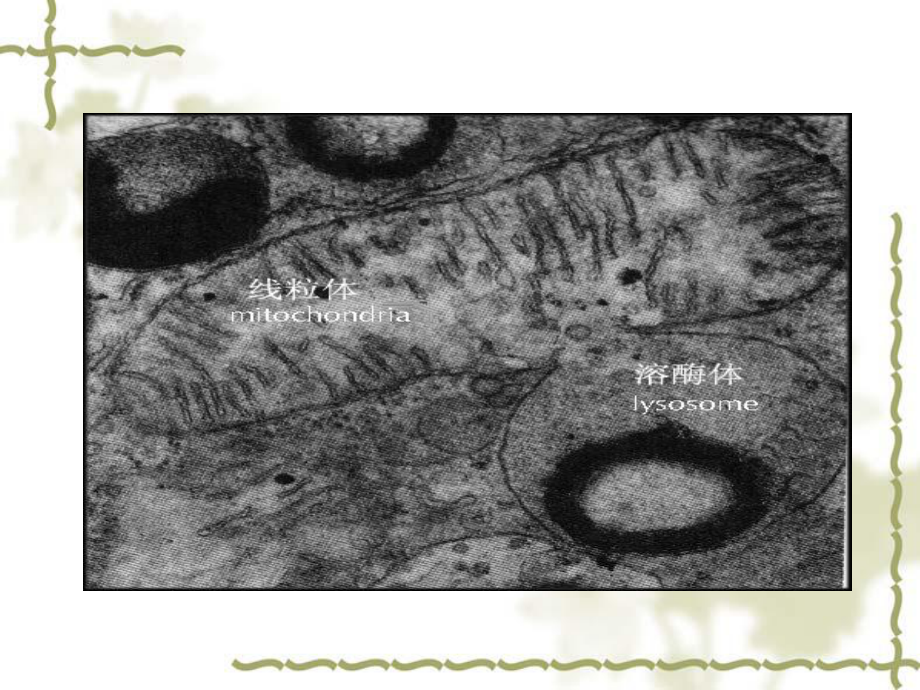 线粒体疾病的遗传课件.ppt_第2页