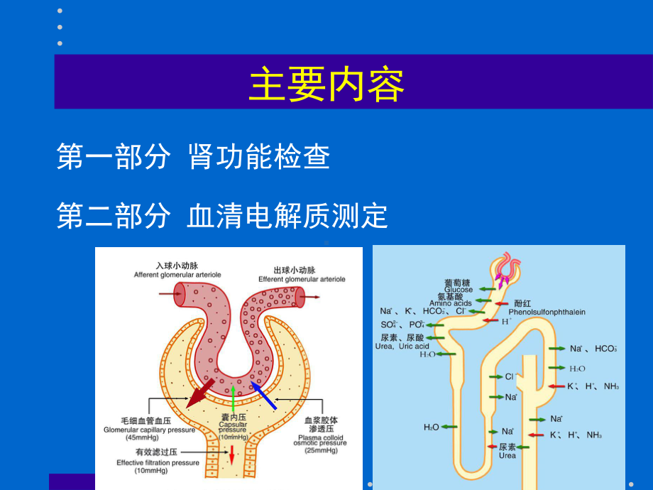 肾功能检查和电解质检测（课件）.ppt_第2页