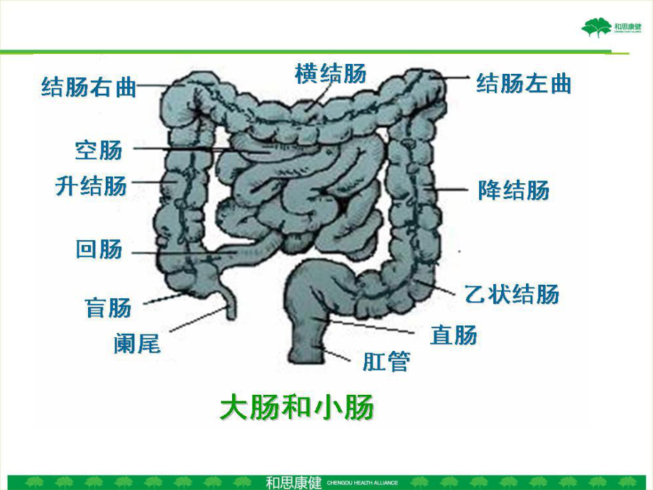 老人便秘的护理 20140315(刘艳)课件.ppt_第3页