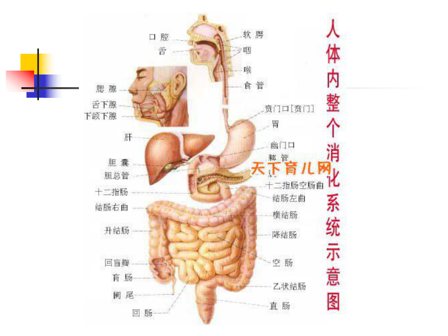 糖尿病的病因及发课件.ppt_第3页