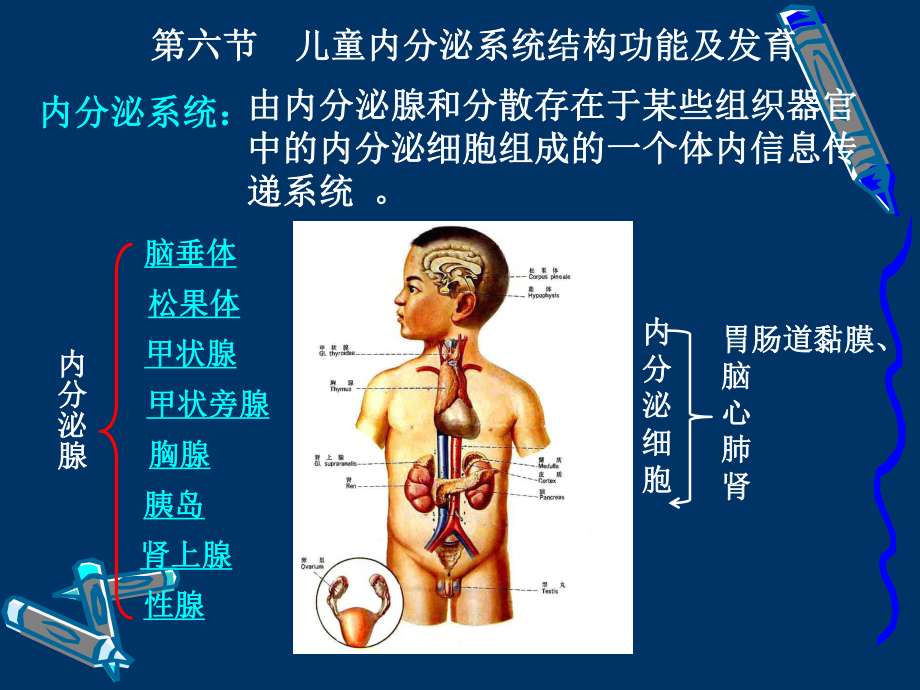 第七章内分泌系统结构和功能课件.ppt_第2页