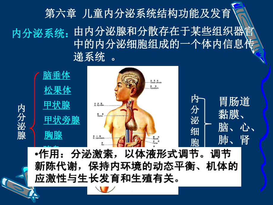 第七章内分泌系统结构和功能课件.ppt_第3页