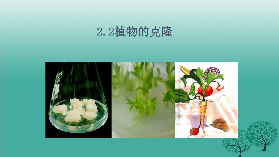 植物的克隆浙科版课件.ppt_第1页