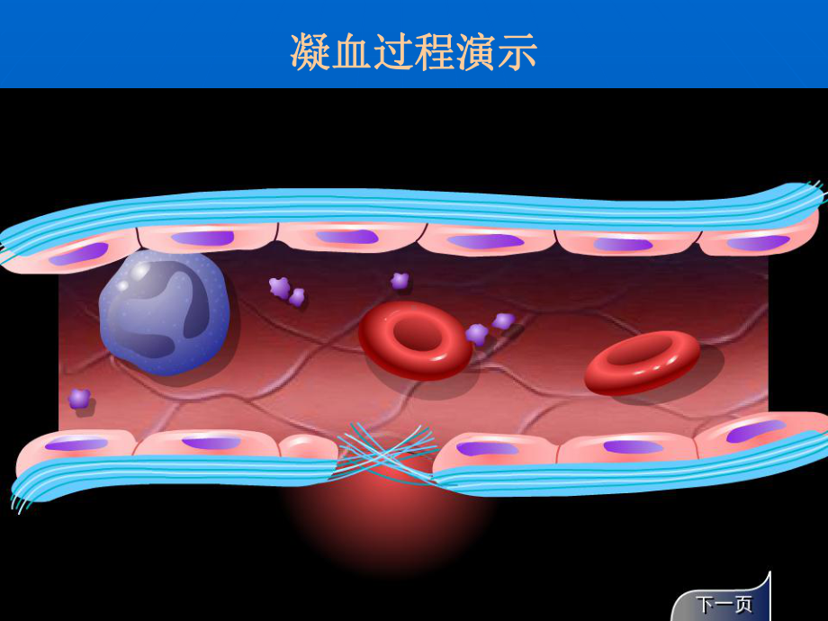 作用及血液及造血系统药课件.ppt_第3页