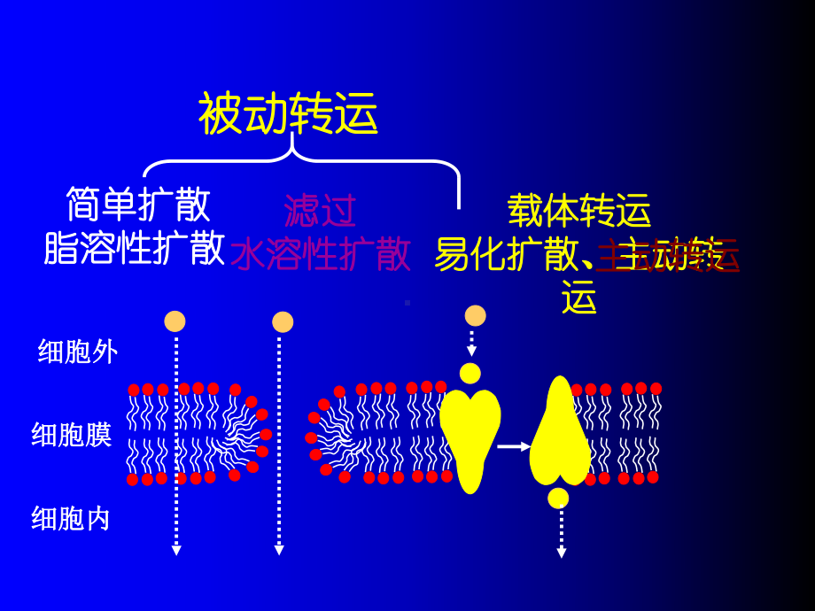 第三章药物代谢动力学课件讲义.ppt_第3页