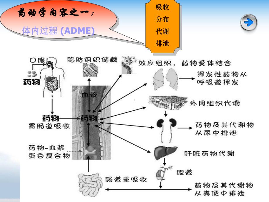 第3章药动学课件.ppt_第3页