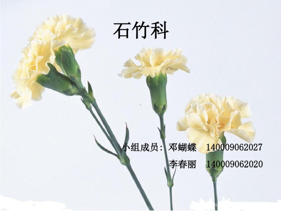 植物学石竹科课件.ppt_第1页