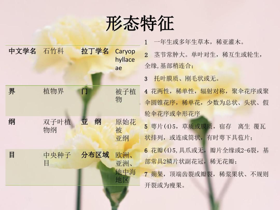 植物学石竹科课件.ppt_第2页