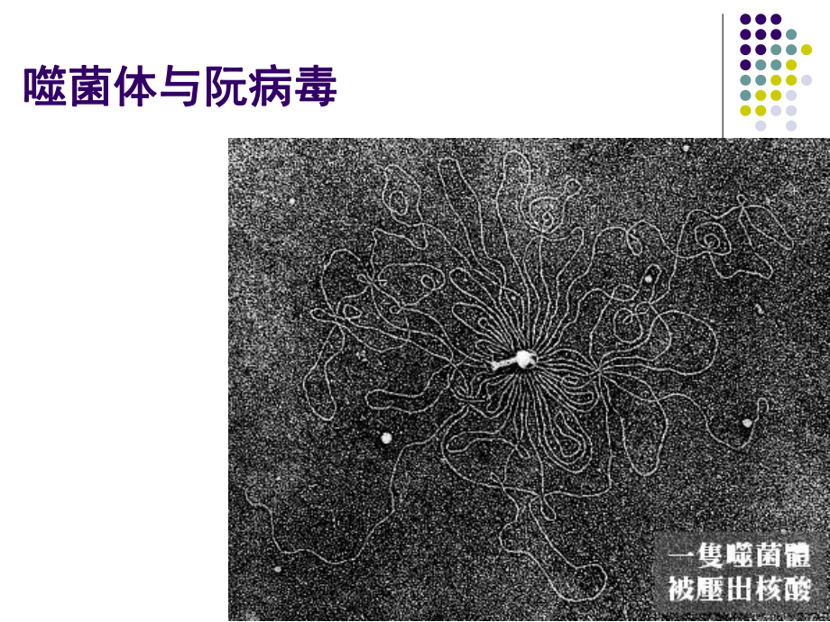 第八讲噬菌体与阮病毒课件.ppt_第1页