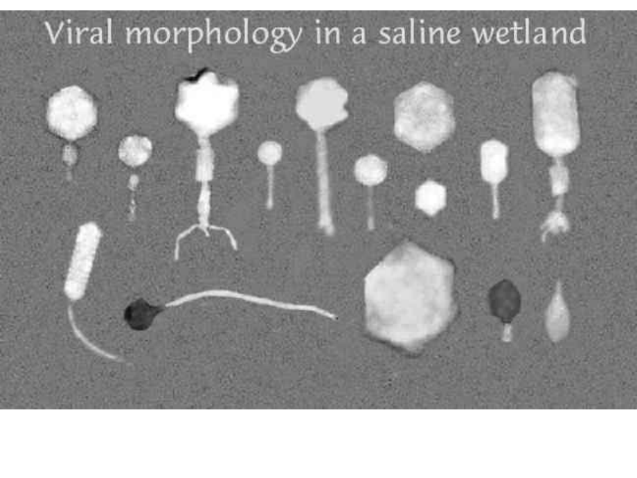 第八讲噬菌体与阮病毒课件.ppt_第3页