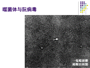 第八讲噬菌体与阮病毒课件.ppt