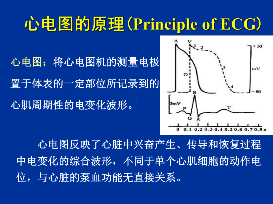 人体心电图及血压测量zhou课件.ppt_第3页