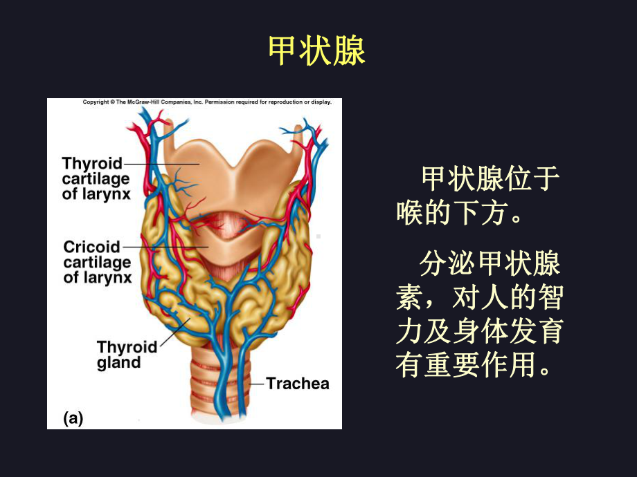 甲状腺激素及抗甲亢的药物(修)课件.ppt_第3页