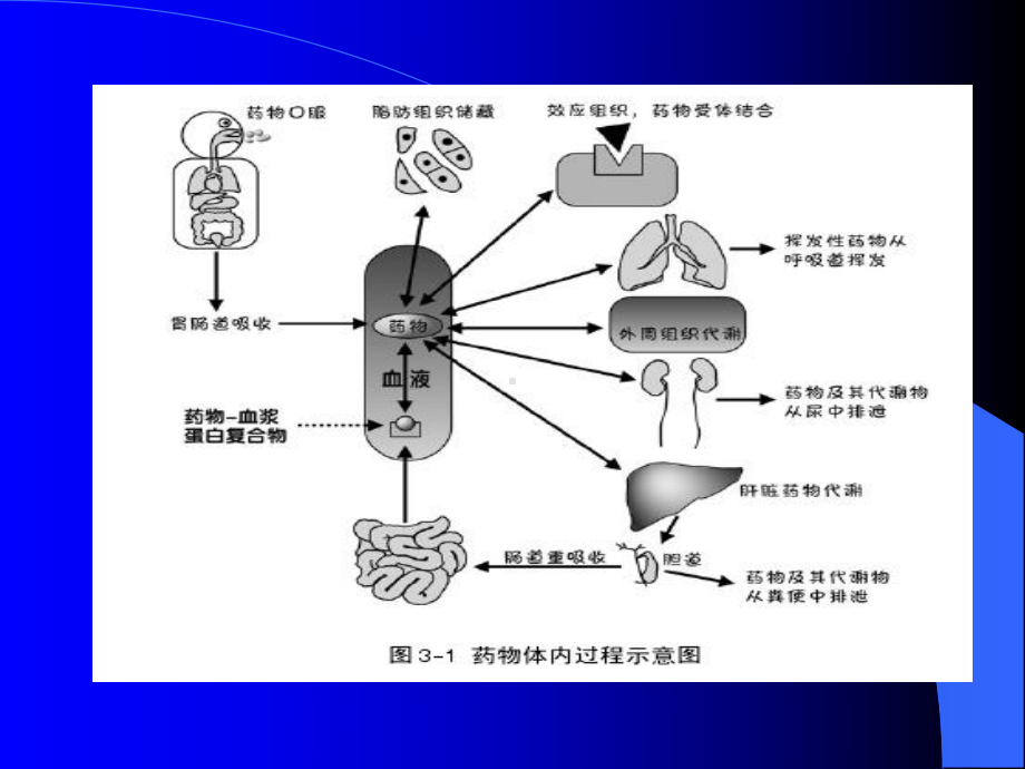 第二章药物代谢动力学课件讲义.ppt_第2页