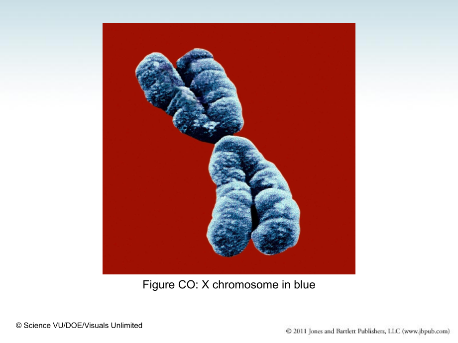 分子生物学(双语)1GenesAreDNA课件.ppt_第2页