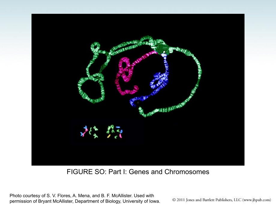 分子生物学(双语)1GenesAreDNA课件.ppt_第3页