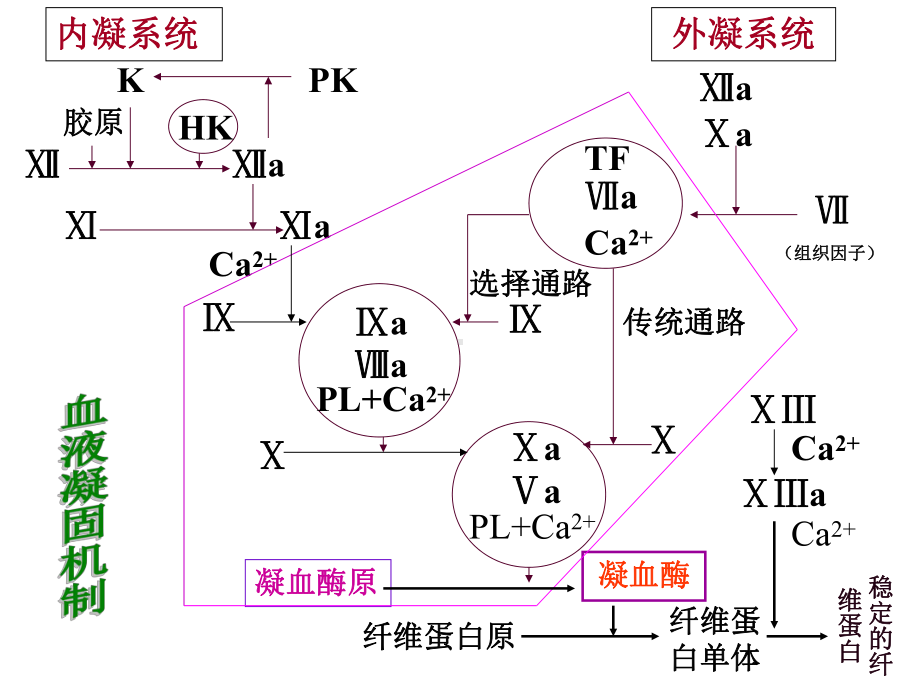 第十一章弥散性血管内凝血课件.ppt_第3页