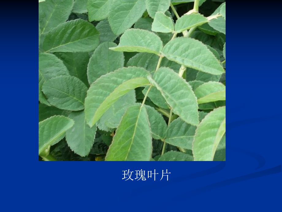 浙教版八年级下册科学45植物的叶与蒸腾作用课件.ppt_第3页