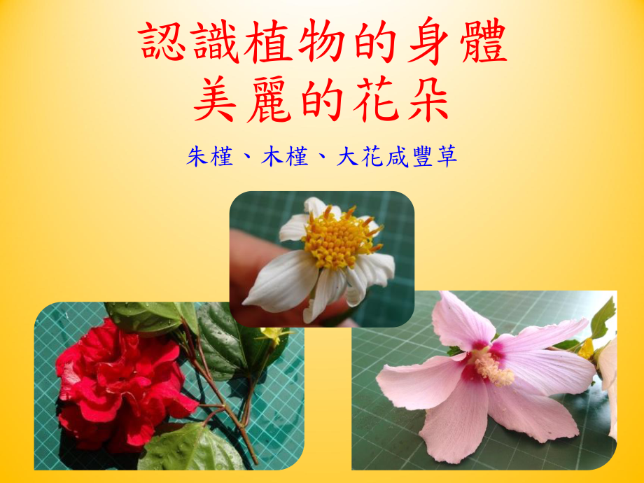 认识植物的身体美丽的花朵课件.ppt_第1页