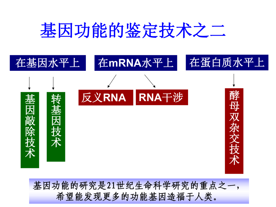 基因功能研究2RNi+Yeast课件.ppt_第2页