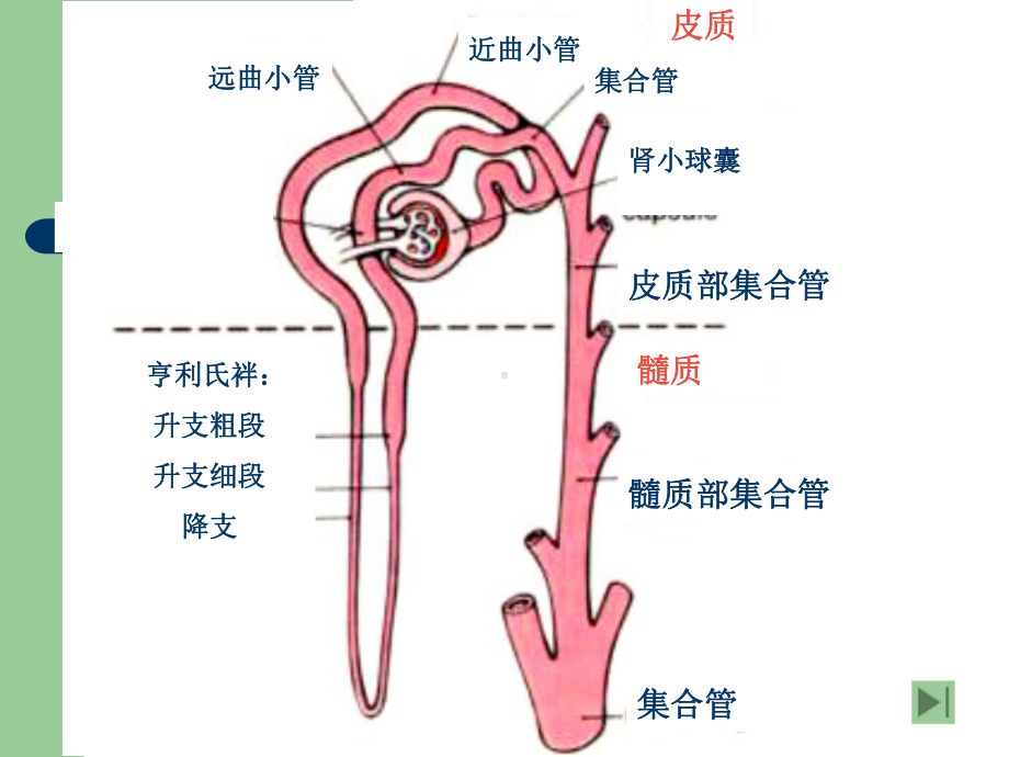 兽医药理学利尿药与脱水药课件.ppt_第3页