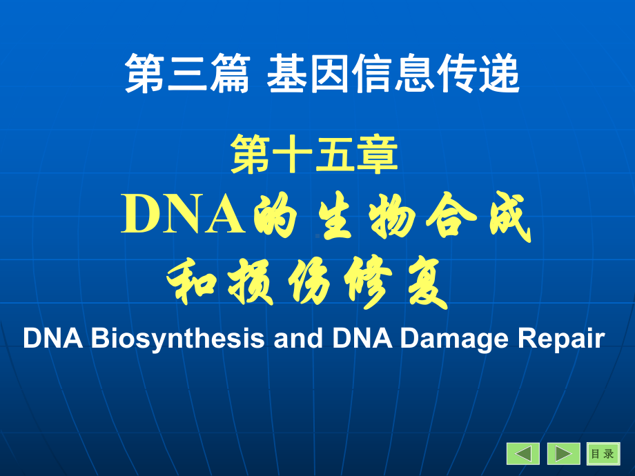 第15章DNA的生物合成和损伤修复课件.ppt_第3页