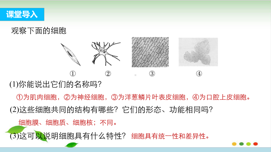 人教版《细胞的多样性和统一性》推荐7课件.pptx_第3页