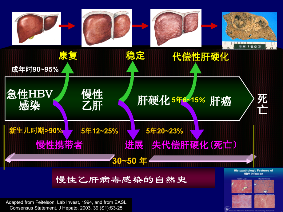 干扰素乙肝临床应用专家建议课件.ppt_第2页